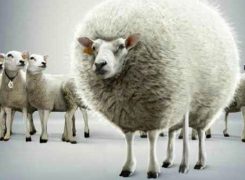 De opmars van de marketeer die alles kan, is niet meer te stoppen